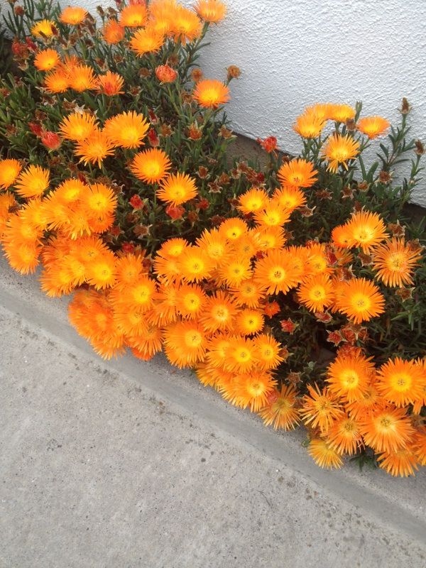 Vygie 'Orange Flame' 12cm