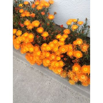 Vygie 'Orange Flame' 12cm