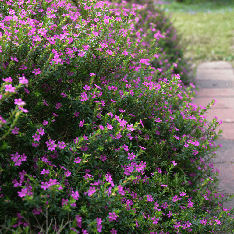 Cuphea mexicana Cocktail 15cm