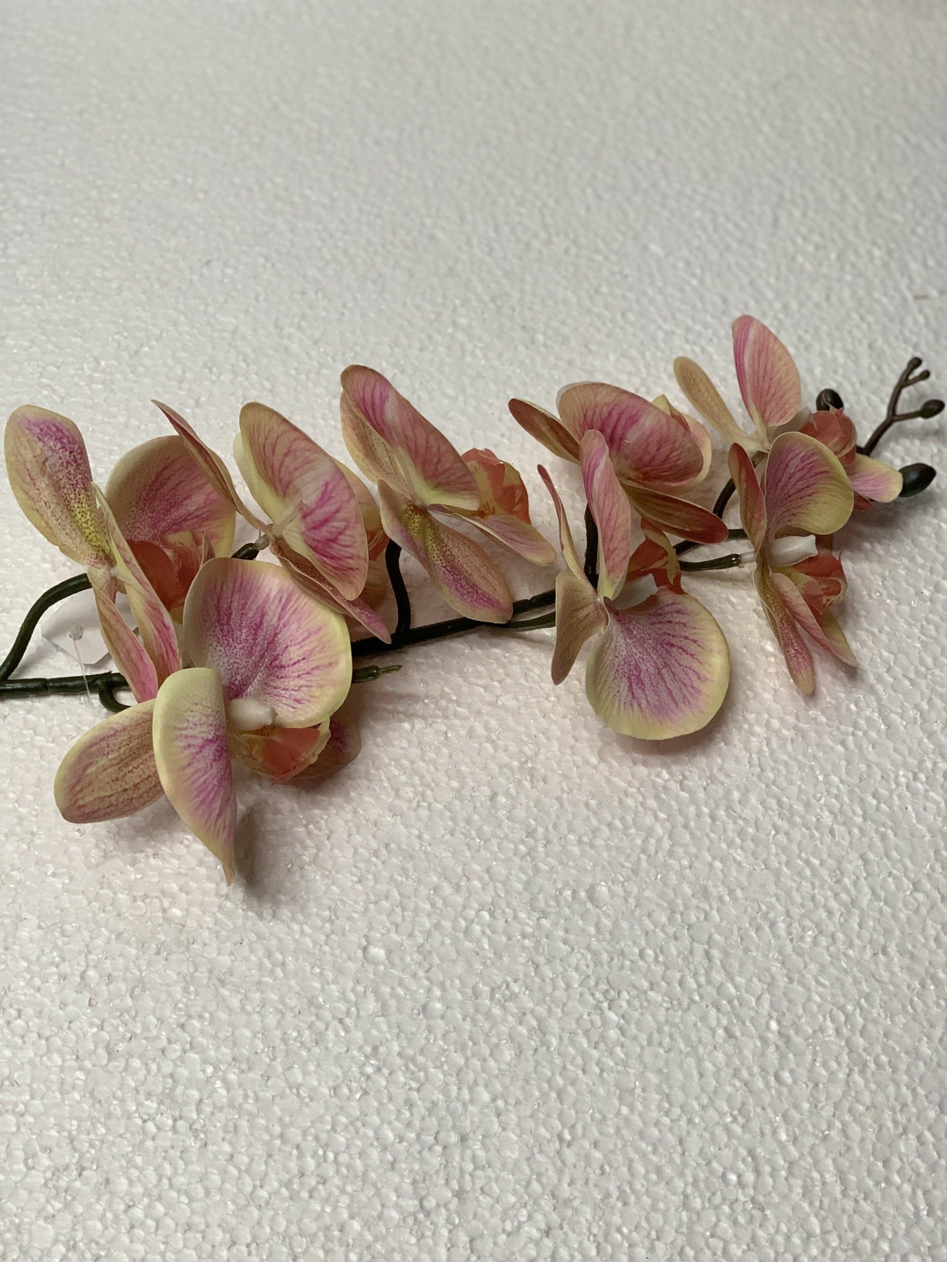 Orchid Peach Pink 100Cm