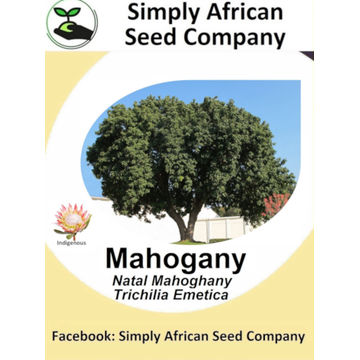 Mahogany Natal (Trichilia Emetica)  (3's)