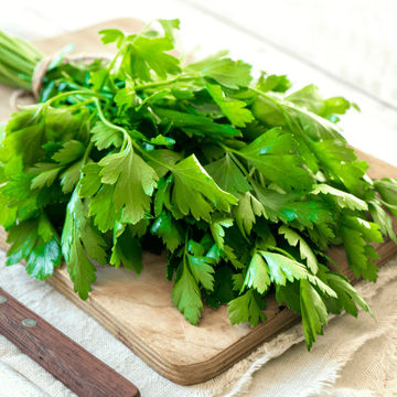 Parsley 'Italian' flat leaf 6 pack