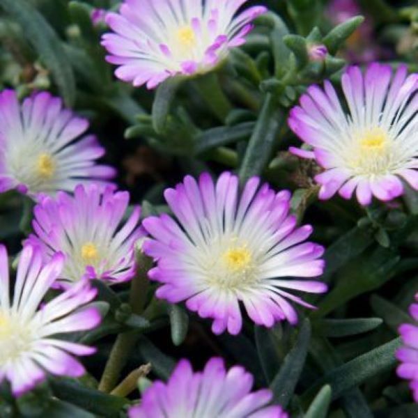 Delosperma nubeginum Wheels of Wonder Violet 15cm