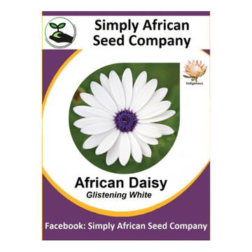 African Daisy Glistening White (100's)