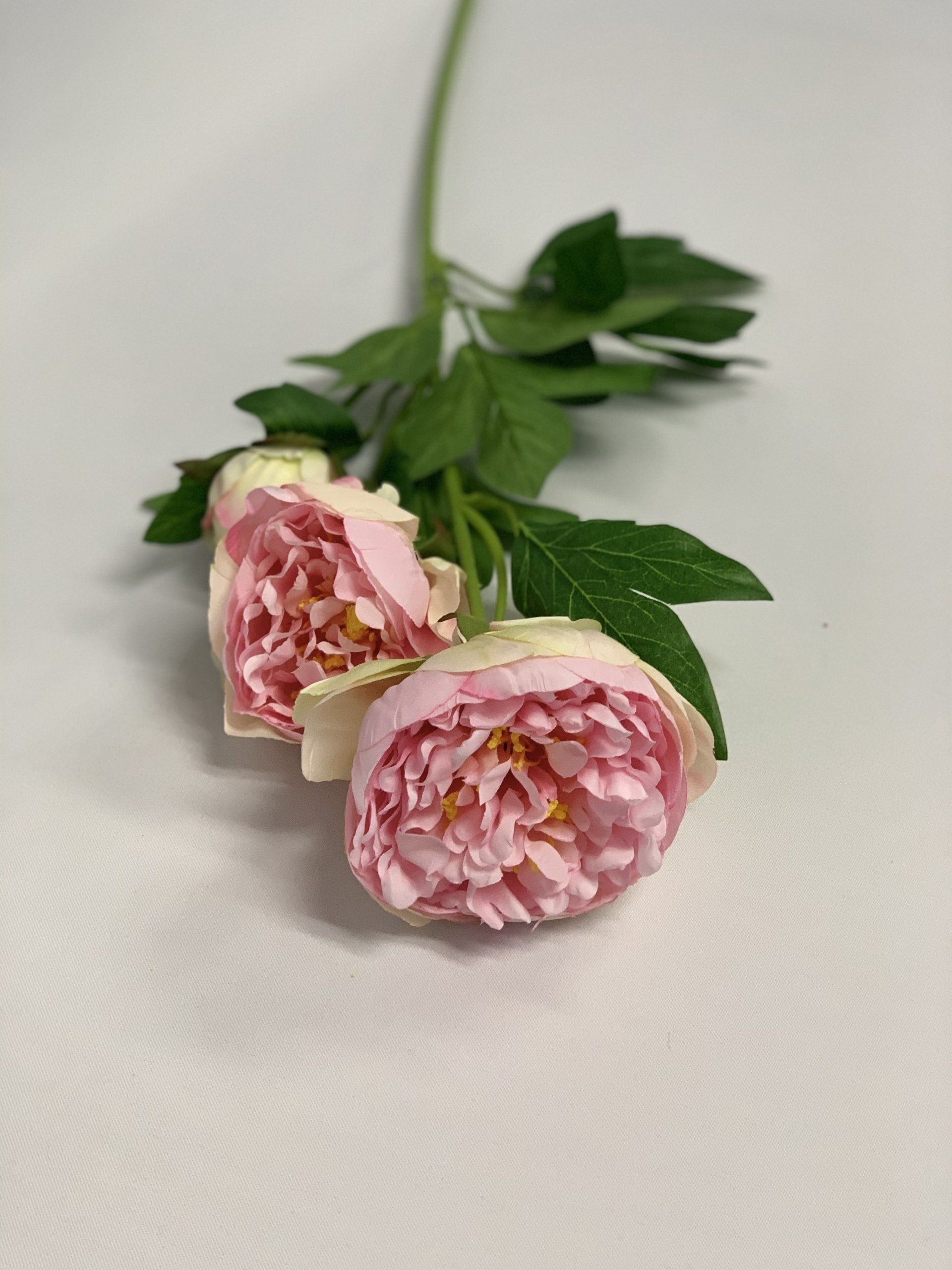 Open Peony D/Pink 65Cm