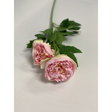 Open Peony D/Pink 65Cm