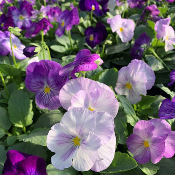 Pansy Lavender Shades 6 pack