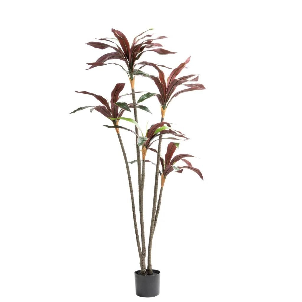 Vividitto - Sparrow Red Plant In Pot 150cm(H)