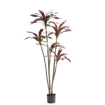Vividitto - Sparrow Red Plant In Pot 150cm(H)