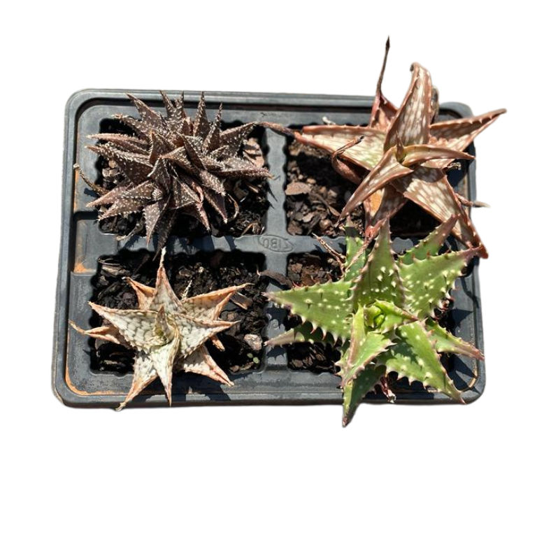 Aloe Malanseuns Mixed 4 pack