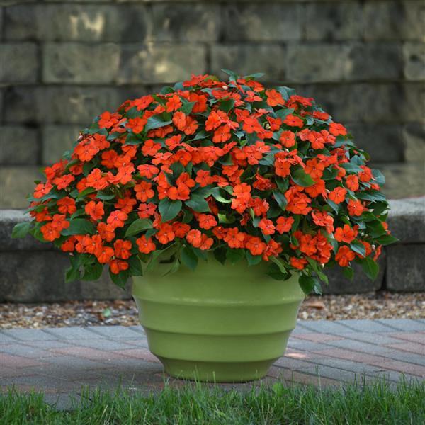 Impatiens 'Beacon Orange' 6 pack