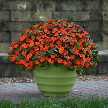 Impatiens 'Beacon Orange' 6 pack