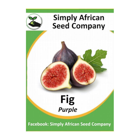 Fig Purple 20's