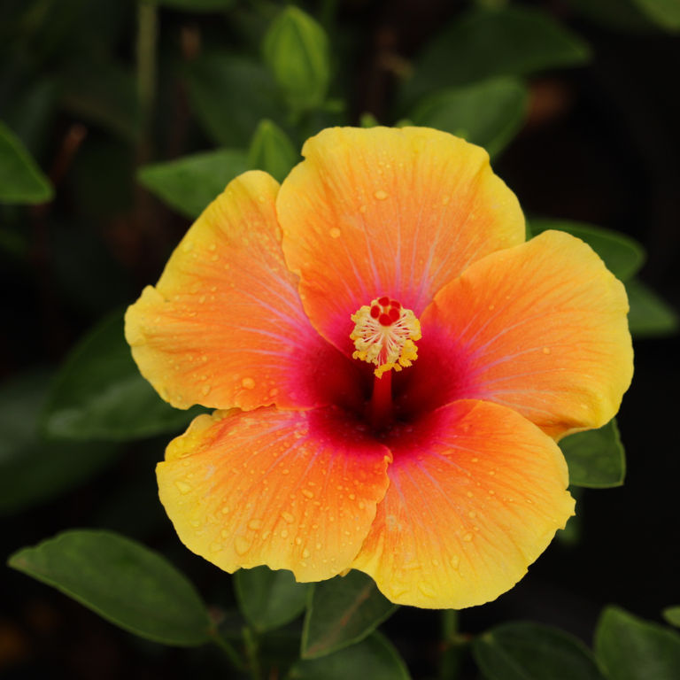 Hibiscus Hollywood Social Butterfly 19cm