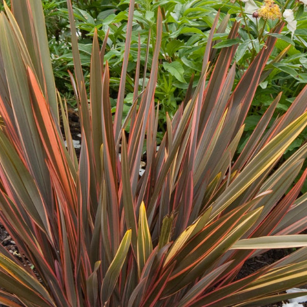 Phormium 'Sundowner' 17cm