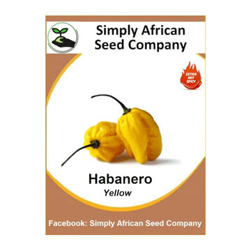 Habanero Yellow (20's)