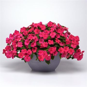 Impatiens 'Beacon Rose' 6 pack