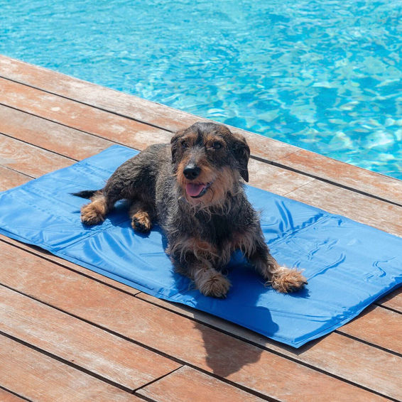 Pet Cooling Mat 81 x 96 cm Rex LEROY MERLIN South Africa