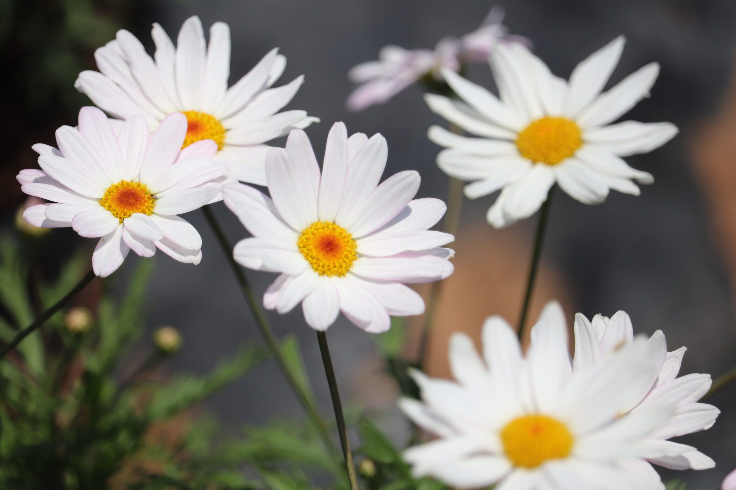 Argyranthemum Go Daisy Elsa 19cm