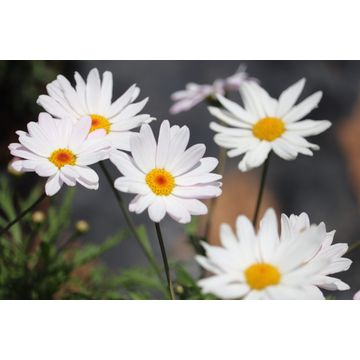 Argyranthemum Go Daisy Elsa 19cm