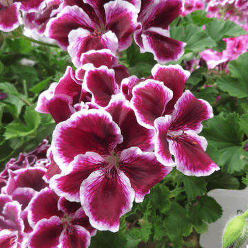 Pelargonium grandiflorum Elegance® 'Imperial' 19cm