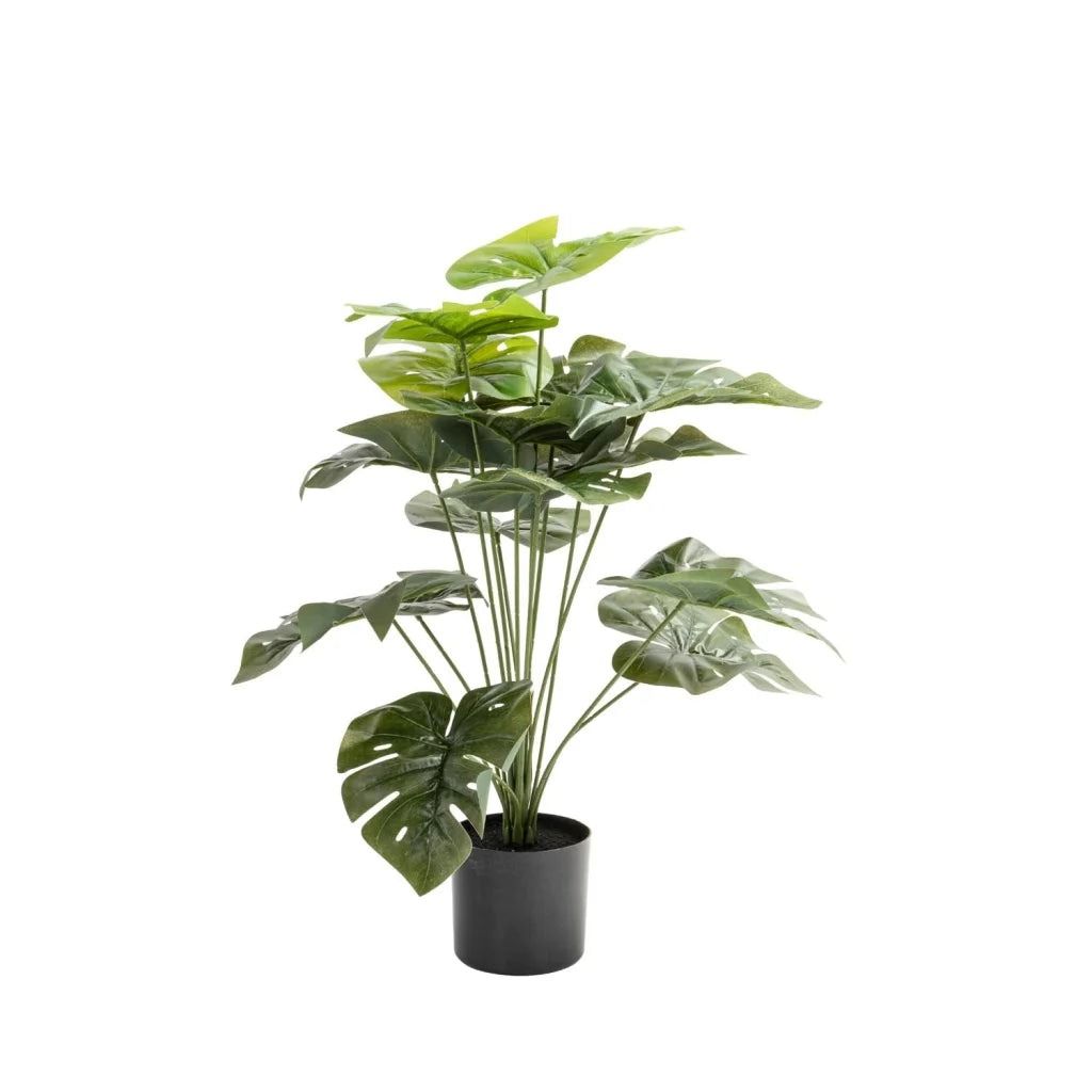 Vividitto - Megapode Monster Plant In Pot 66cm