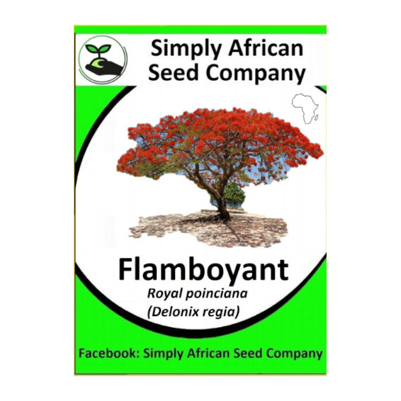 Flamboyant Tree (Royal Poinciana) (Delonix Regia) (6's)