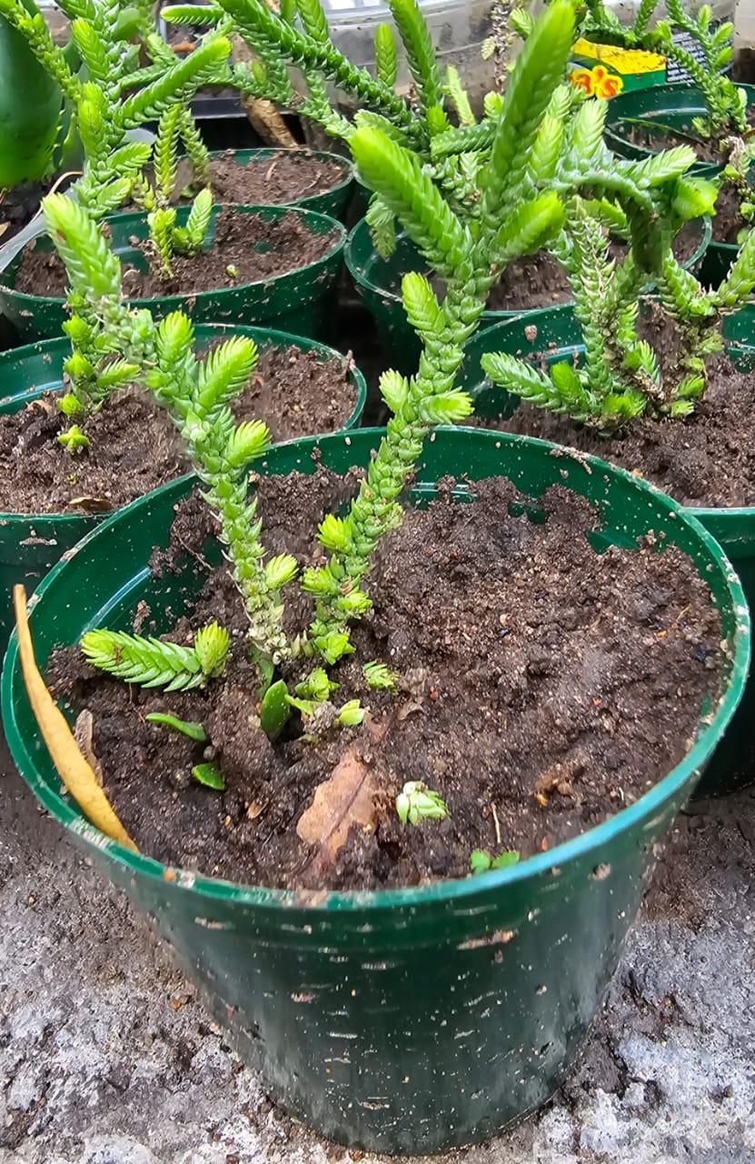 Crassula Muscosa succulent plants in pots