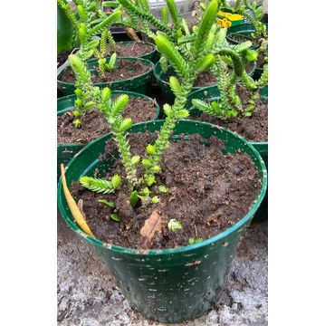 Crassula Muscosa succulent plants in pots