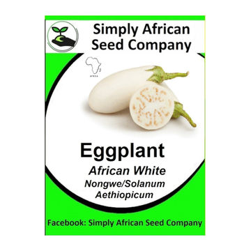 African Eggplant White (Solanum Aethiopicum) (30's)