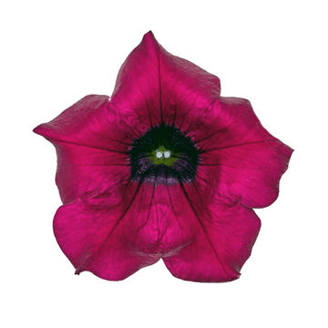 Petunia 'Malanseuns Giant Burgundy' 6 pack