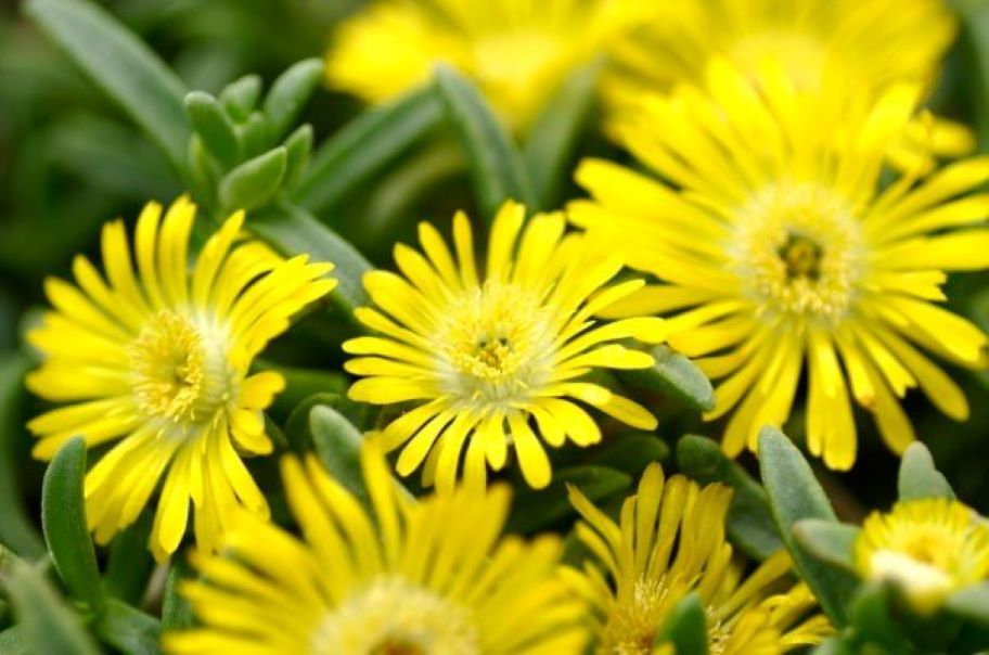 Delosperma Wheels of Wonder Golden Wonder 15cm
