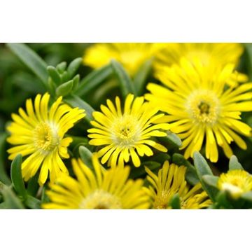 Delosperma Wheels of Wonder Golden Wonder 15cm