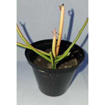 Firestick Succulent plant in pots