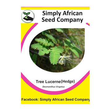 Lucerne Tree (Hedge) (Desmanthus Virgatus) (12's)