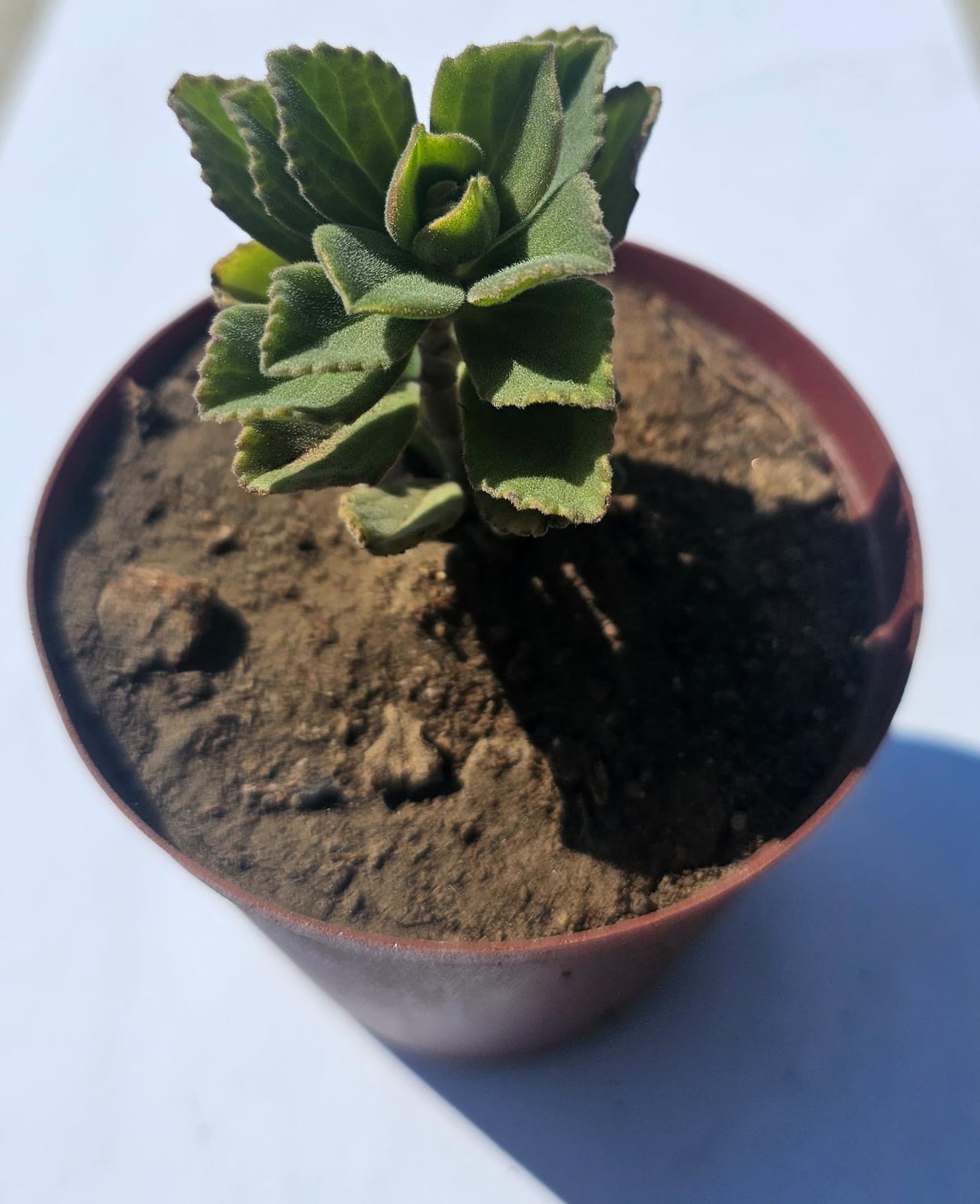 Plectranthus Neochilus Succulent plant in pot (Lobster plant)