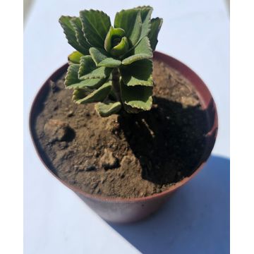 Plectranthus Neochilus Succulent plant in pot (Lobster plant)
