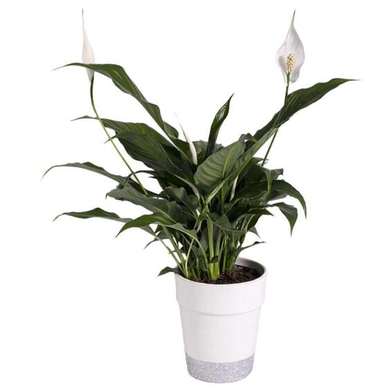 SPATHIPHYLLUM 14 CM