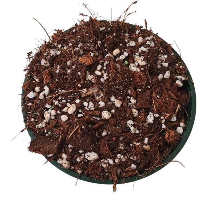 Elysian Root Blend - Premium Soil Mix for Hoyas & Aroids (6dm)