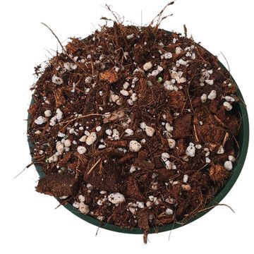 Elysian Root Blend - Premium Soil Mix for Hoyas & Aroids (6dm)