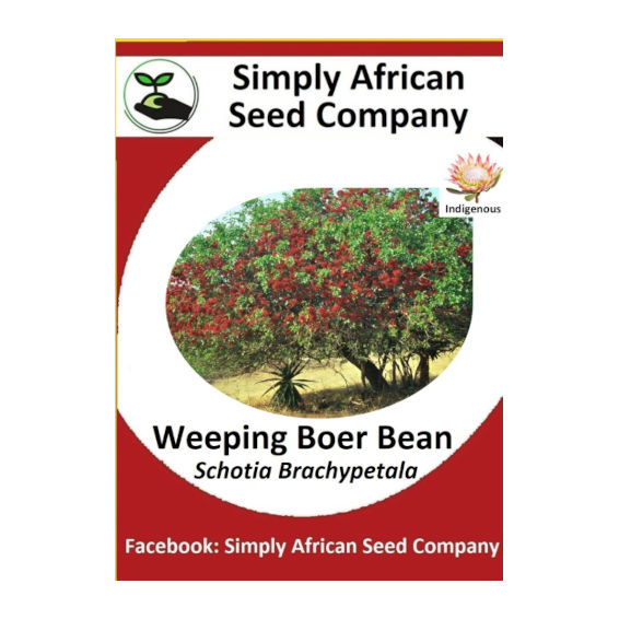 Weeping Boer Bean (Schotia Brachypetala) 6's