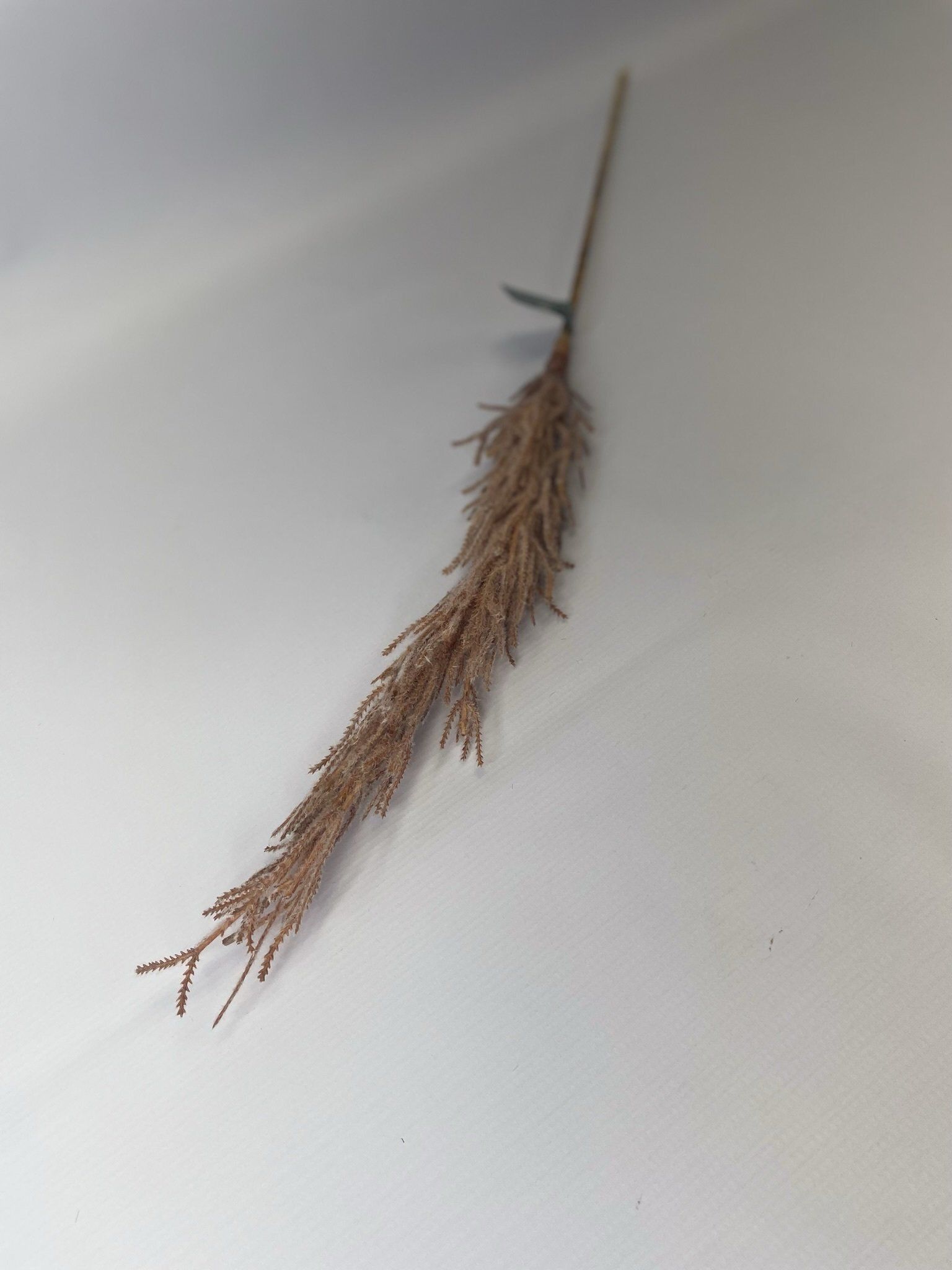 Pampas On Stem 6X6X80Cm - Orange