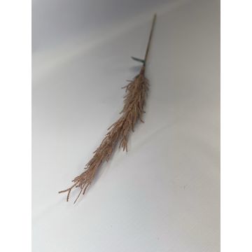 Pampas On Stem 6X6X80Cm - Orange
