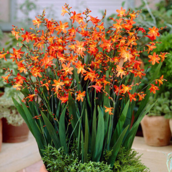Crocosmia Orange 17cm