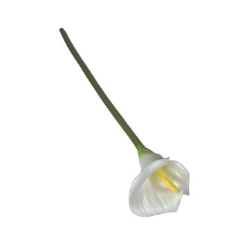 Arum Lily White