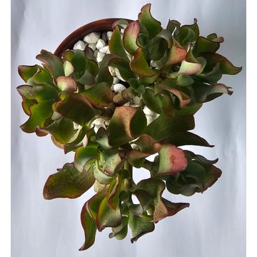 Crassula Arborescens (Blue Waves) Succulent plant in glazed pot