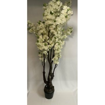 Cherry Blossom White 1.7M