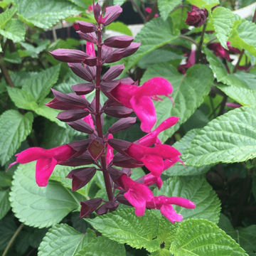 Salvia hybrid Rockin™ Fuchsia 17cm