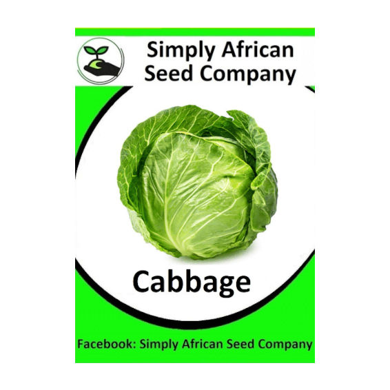 Cabbage Drumhead (50's)