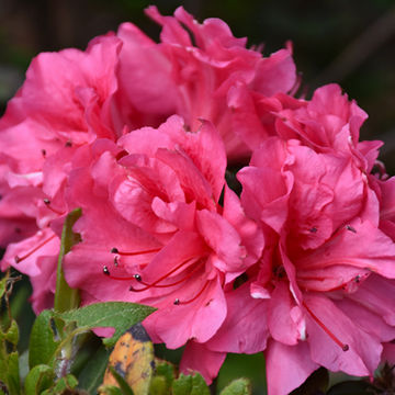 Azalea x Encore  Autumn Carnival ® 15cm